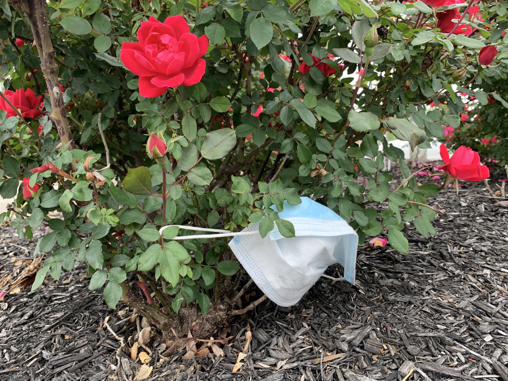 Mask Rose Bush